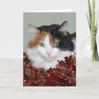 Kaliko-Miezekatze Weihnachten