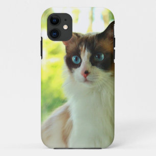 Kaliko Ragdoll Kitty-kundenspezifische iPhone 11 Hülle