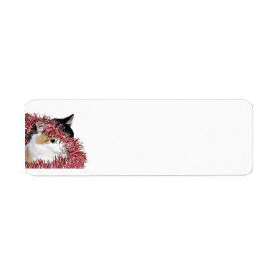 Kaliko-WeihnachtsMiezekatze