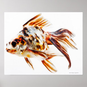 Kalikofantail-Kometen-Goldfisch Poster