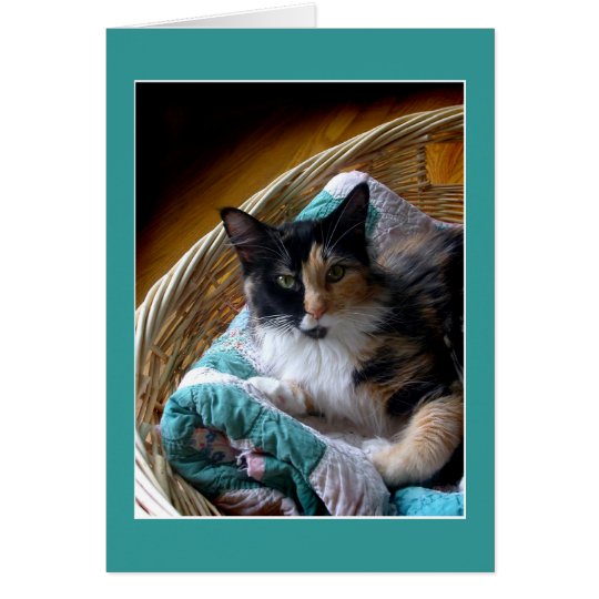 Kalikokatze in einer Korbgruß- oder Karte
