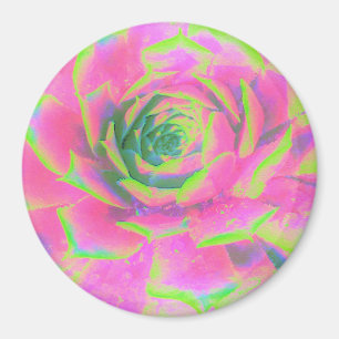 Kalkgrün und rosa Sukkulent Sedum Rosette Magnet