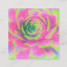 Kalkgrün und rosa Sukkulent Sedum Rosette