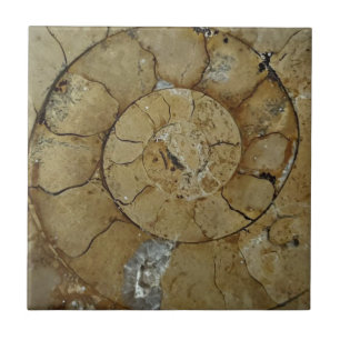 Kalkstein-Ammoniak-Fossil Fliese