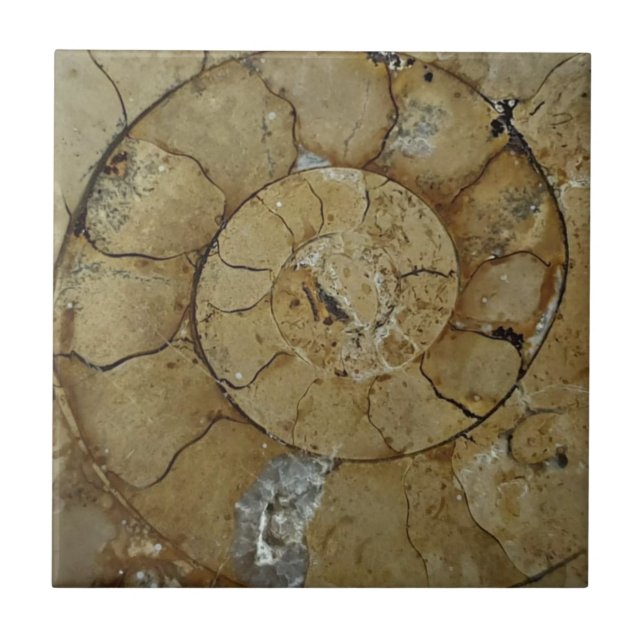 Kalkstein-Ammoniak-Fossil Fliese (Vorderseite)