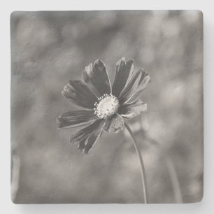 Kalkstein-Untersetzer quadratisch Fotografie Steinuntersetzer