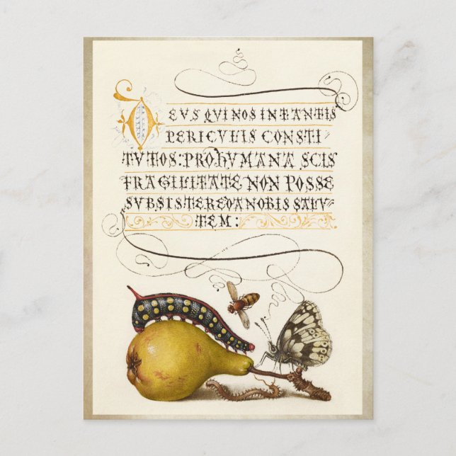 Kalligrafie vergoldet anfänglicher Vintager Birnen Postkarte (Vorderseite)