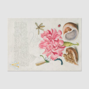 Kalligraphie (Nelken, Insekten und Meeresmuscheln) Seidenpapier