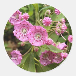 Kalmia 104 ~ autocollant