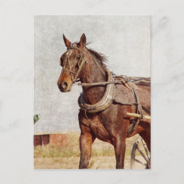 Kalona, Iowa-Abendross und Buggy Postkarte