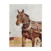 Kalona, Iowa-Abendross und Buggy