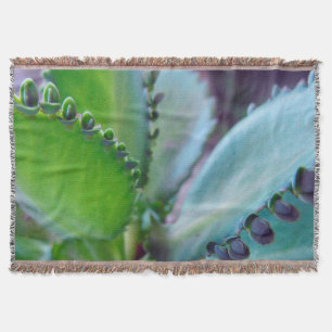 Kalonchoe Colors Decke