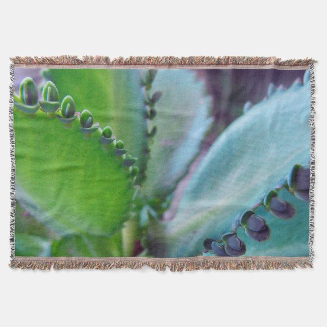 Kalonchoe Colors Decke (Vorderseite)