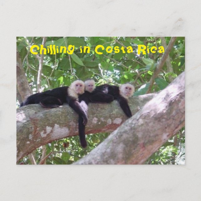 Kälte in Costa Rica Postkarte (Vorderseite)