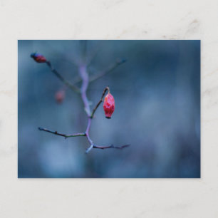 Kalte Rose Postkarte