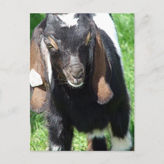 Kalvin Postkarte (Vorderseite)