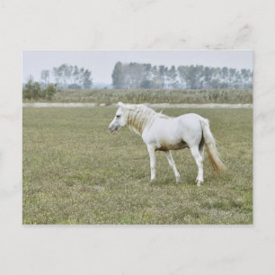 Kamargue-Hengst Postkarte