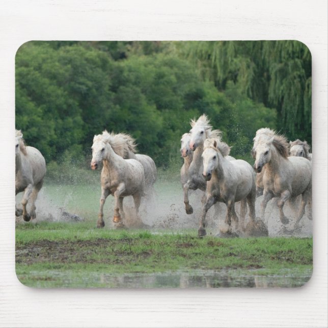 Kamargue Pferde laufen im Wasser Mousepad (Vorne)