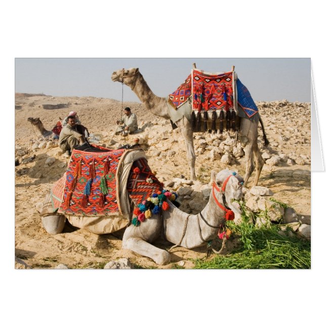 Kamel (Vorderseite (Horizontal))