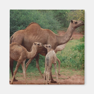 Kamel-Familie Magnet