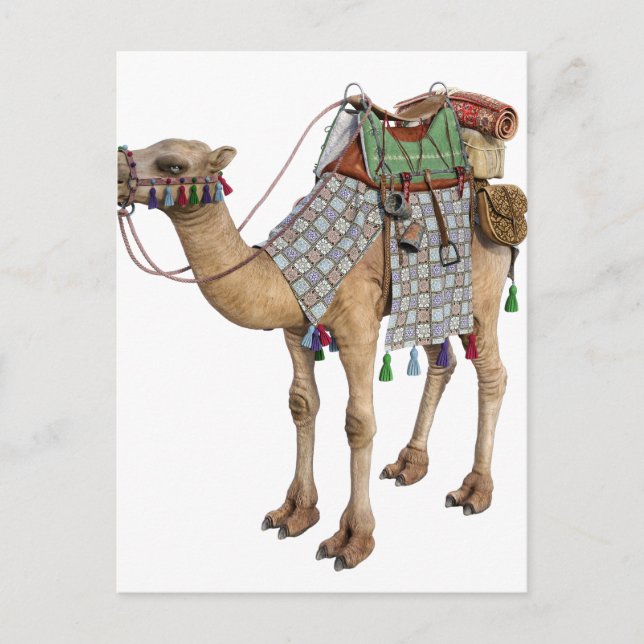 Kamel für den alten Reiter vorbereitet Postkarte (Vorderseite)