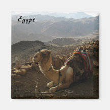 Kamel in Ägypten Magnet