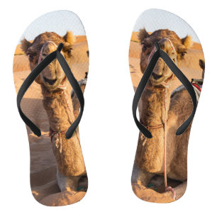 Kamel in der Oman-Wüste Flip Flops
