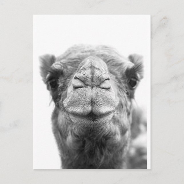 Kamel küsst Spaß-Nahaufnahme-Foto Postkarte (Vorderseite)