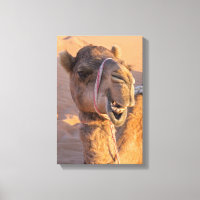 Kamel mit lustigem Gesichtsausdruck
