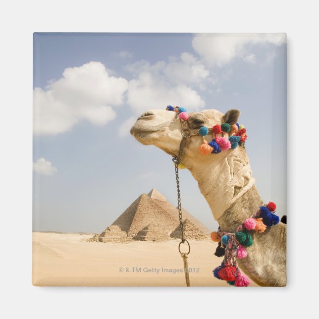 Kamel mit Pyramids Gizeh, Ägypten Magnet (Vorne)