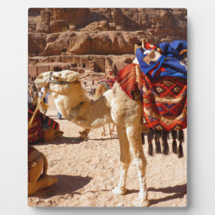 Kamel-Mittlere Osten-Natur-Tier-Schicksals-Geschen Fotoplatte