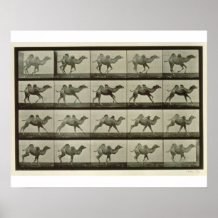 Kamel, Platte "von der Tierbewegung", 1887 (b/W.P. Poster