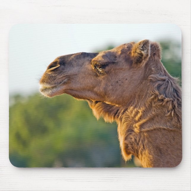 Kamel-Porträt Mousepad (Vorne)