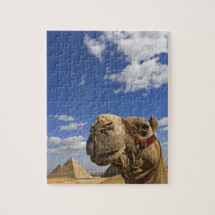 Kamel vor den Pyramiden von Giza, Ägypten,