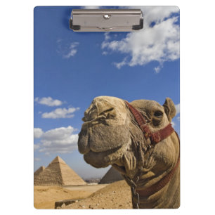Kamel vor den Pyramiden von Giza, Ägypten, Klemmbrett