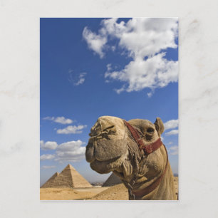 Kamel vor den Pyramiden von Giza, Ägypten, Postkarte