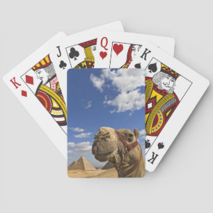 Kamel vor den Pyramiden von Giza, Ägypten, Spielkarten