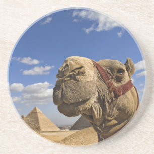 Kamel vor den Pyramiden von Giza, Ägypten, Untersetzer