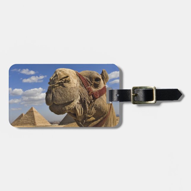 Kamel vor den Pyramiden von Gizeh, Ägypten, Gepäckanhänger (Vorderseite horizontal)