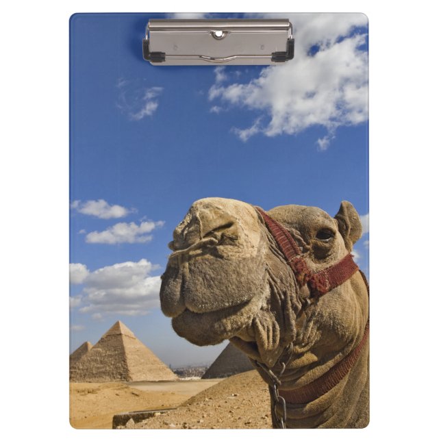 Kamel vor den Pyramiden von Gizeh, Ägypten, Klemmbrett (Vorderseite)