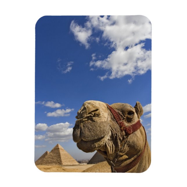 Kamel vor den Pyramiden von Gizeh, Ägypten, Magnet (Vertikal)
