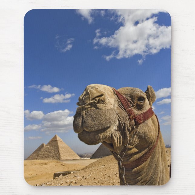Kamel vor den Pyramiden von Gizeh, Ägypten, Mousepad (Vorne)