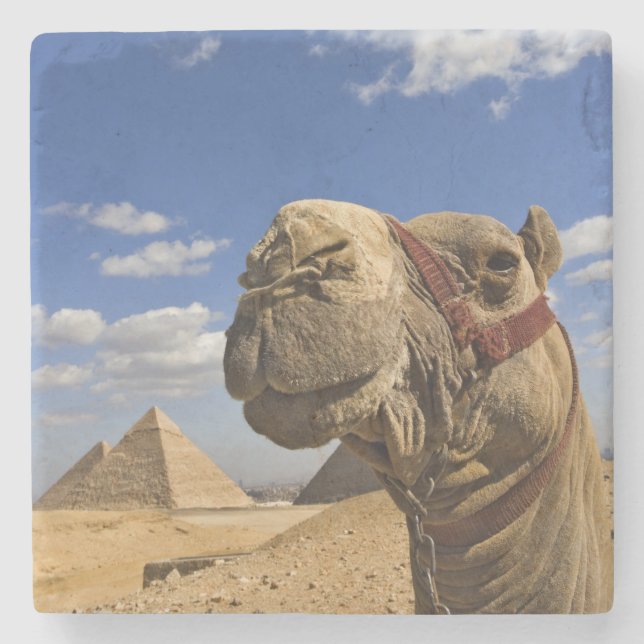 Kamel vor den Pyramiden von Gizeh, Ägypten, Steinuntersetzer (Vorderseite)