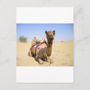 Kamel Wüste Naher Osten Frieden Liebe Natur Schick Postkarte