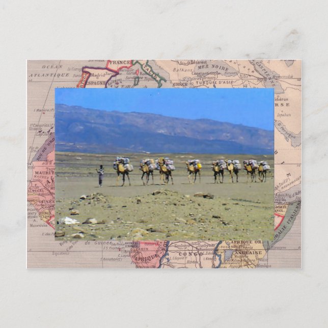 Kamelbahn überquert die Sahara-Wüste Postkarte (Vorderseite)