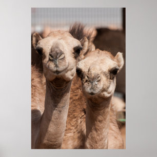Kamele am Kamelmarkt in Al Ain nahe Dubai Poster
