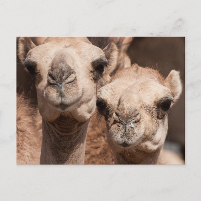 Kamele auf dem Kamelmarkt in Al Ain bei Dubai Postkarte (Vorderseite)