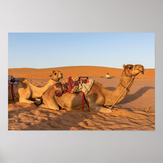 Kamele in der Oman-Wüste Poster (Vorne)