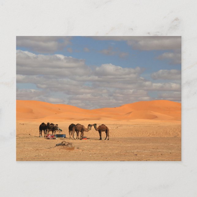 Kamele in der Wüste der Sahara Postkarte (Vorderseite)