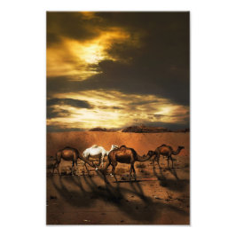 Kamele in der Wüste Fotodruck